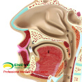 THROAT05 (12511) Fisiologia ENT Humana Modelo de Anatomia Transversal Nasal da Garganta Nariz